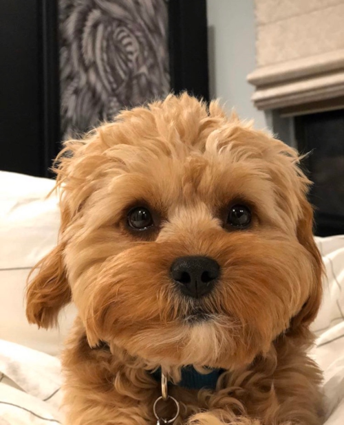 Friendly Cavapoo Poodle Mix Pup