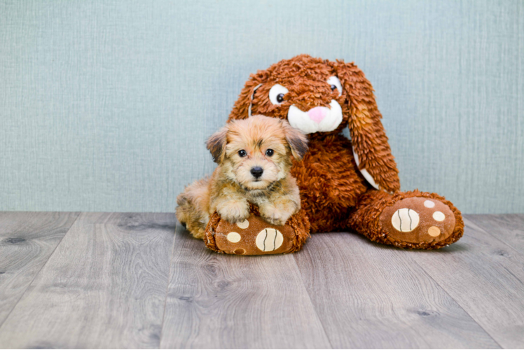 Morkie Puppy for Adoption