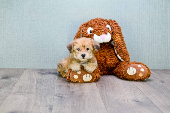 Morkie Puppy for Adoption