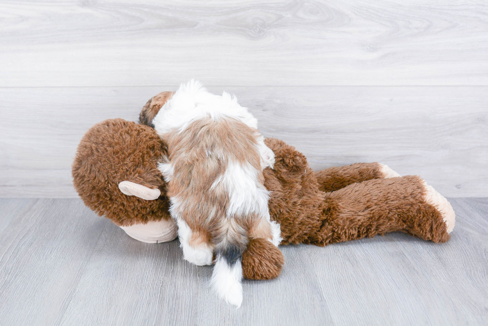 Best Teddy Bear Baby