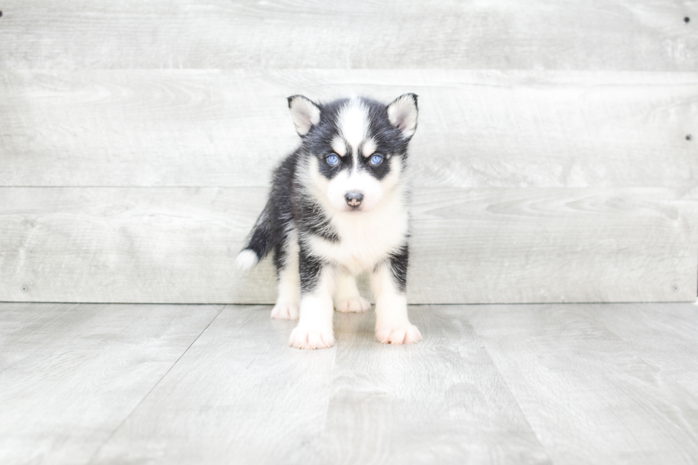 Pomsky Puppy for Adoption
