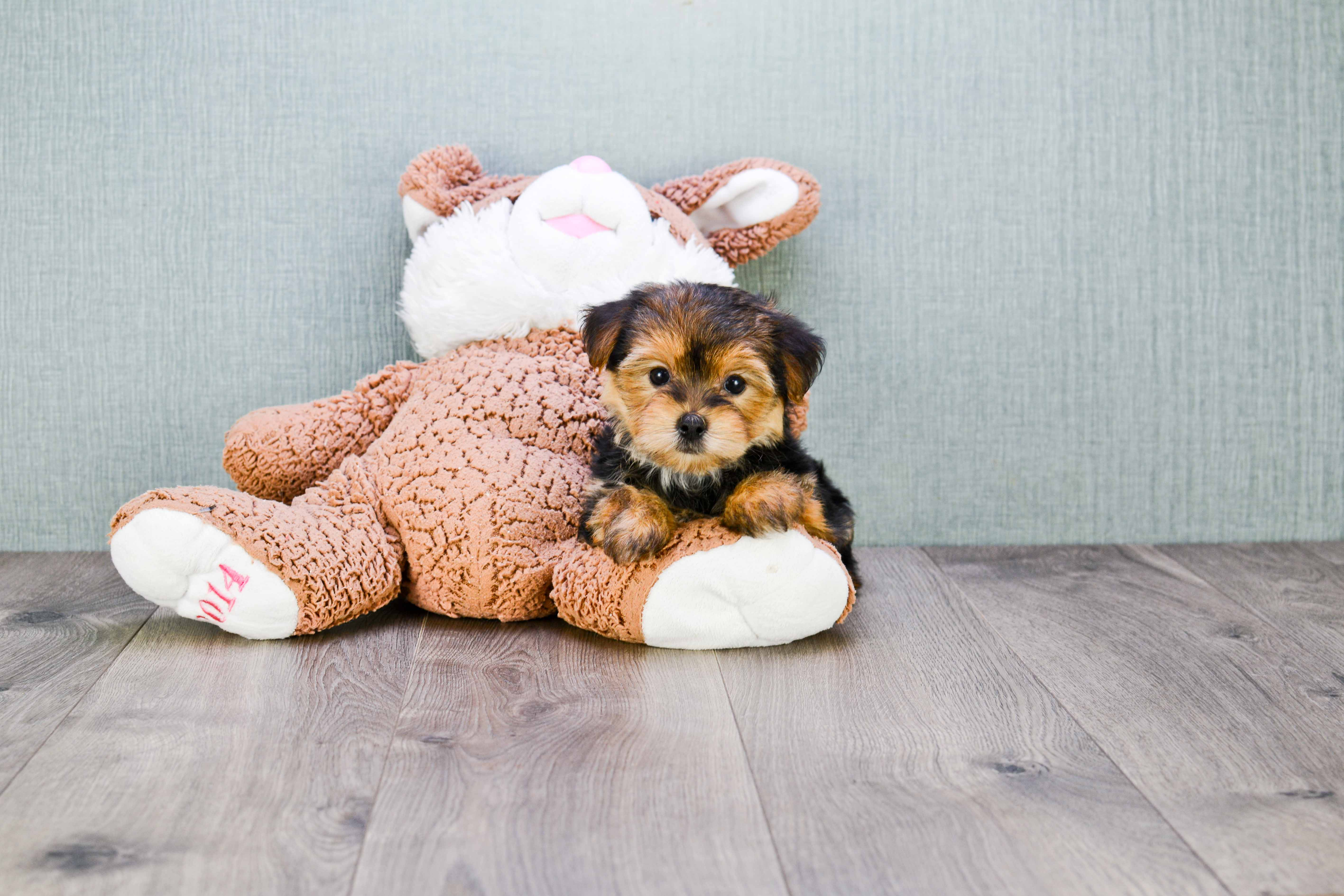 Best Morkie Baby