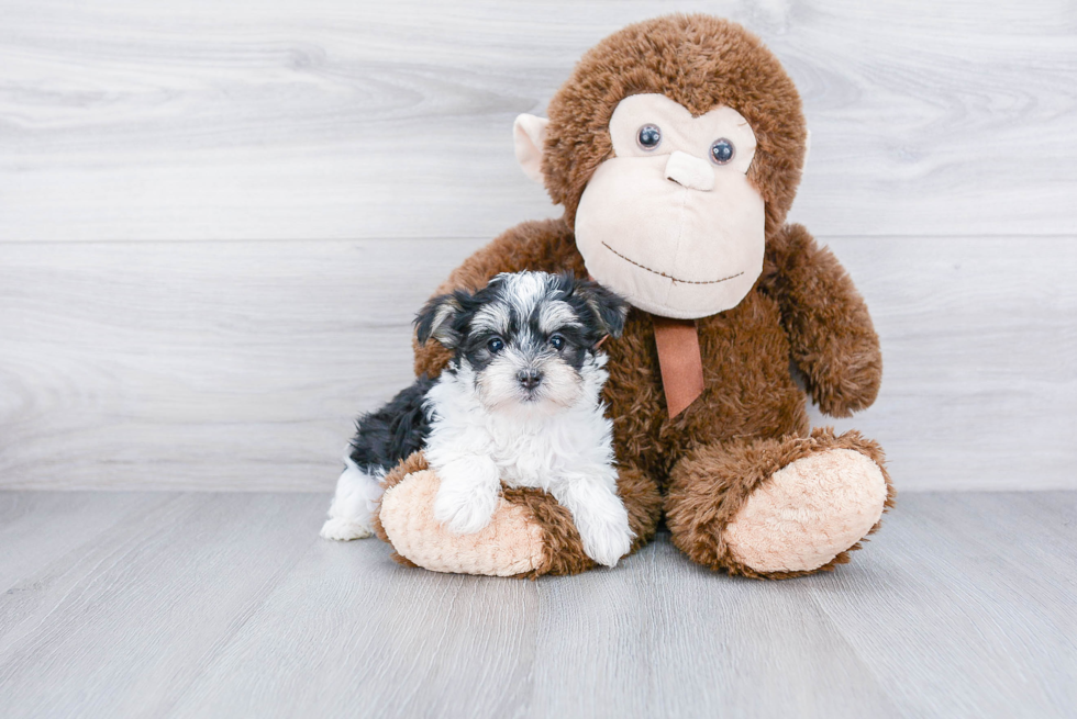 Morkie Puppy for Adoption