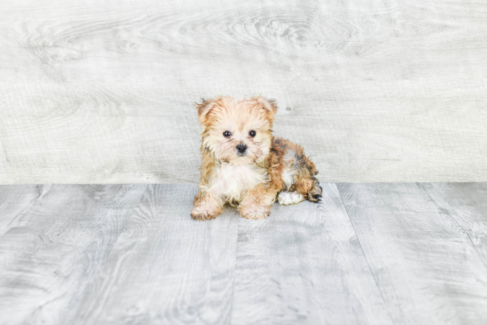 Best Morkie Baby