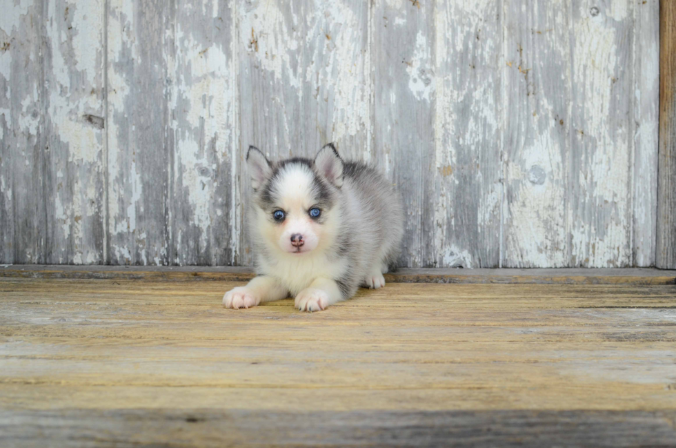 Sweet Pomsky Baby