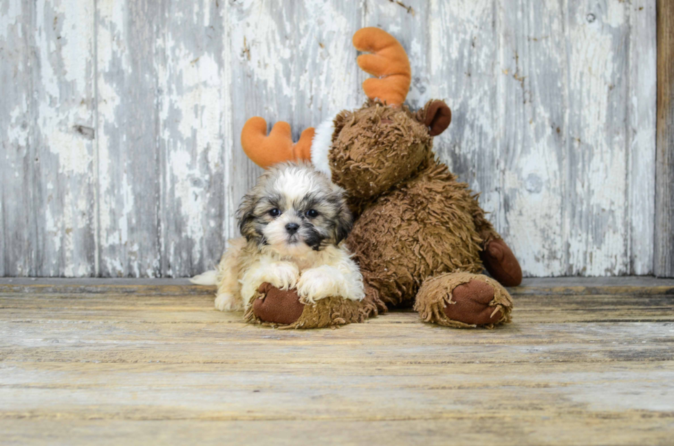 Teddy Bear Pup Being Cute