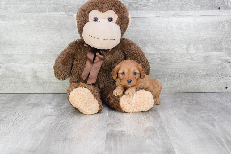 Funny Cavapoo Poodle Mix Pup