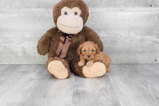 Funny Cavapoo Poodle Mix Pup