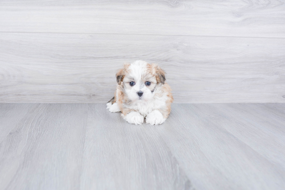 Best Teddy Bear Baby