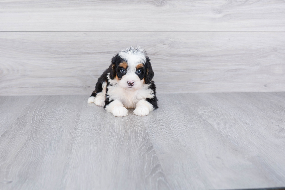 Small Mini Bernedoodle Baby