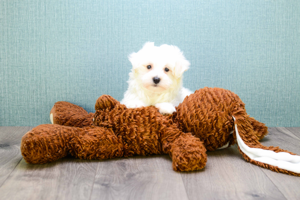 Maltipoo Puppy for Adoption