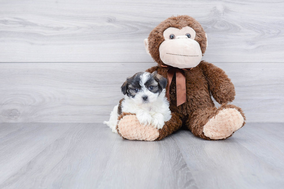 Teddy Bear Pup Being Cute