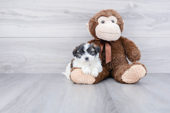 Teddy Bear Pup Being Cute