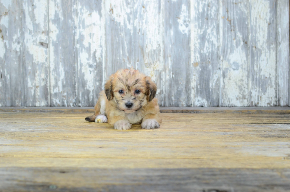 Funny Morkie Designer Pup