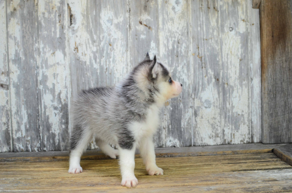 Hypoallergenic Mini Husky Designer Puppy