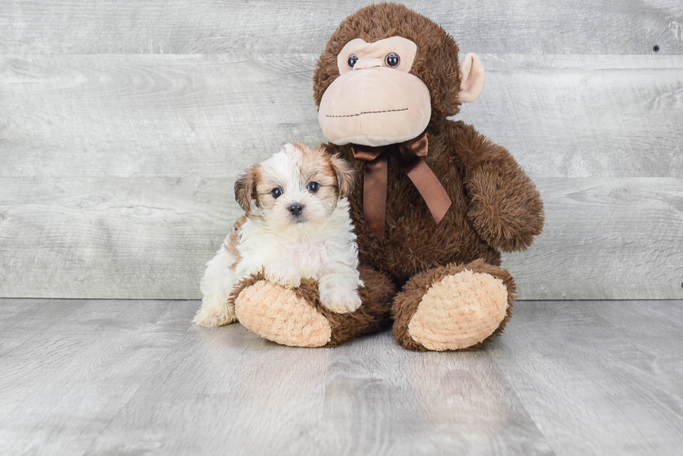 Morkie Puppy for Adoption