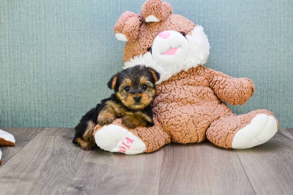 Meet Nugget - our Yorkshire Terrier Puppy Photo 