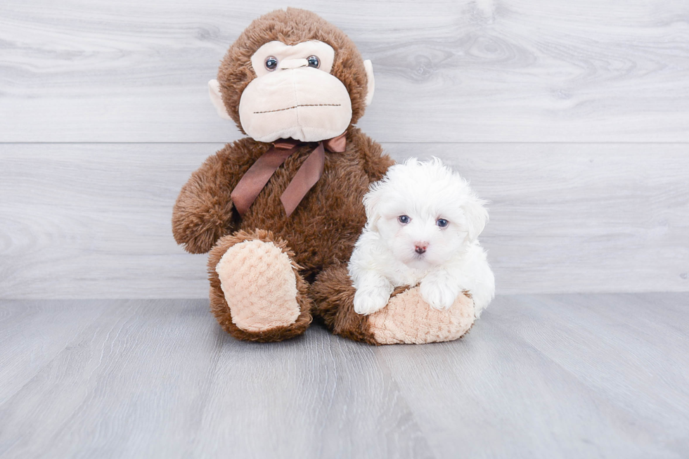 Maltipoo Pup Being Cute