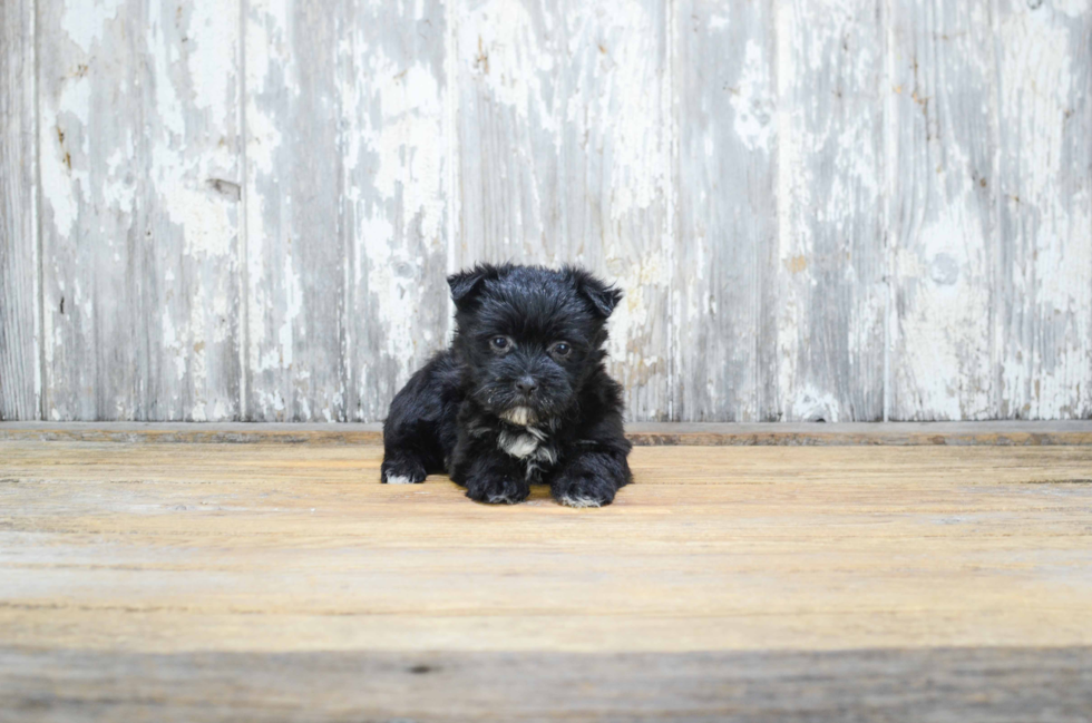 Popular Morkie Designer Pup