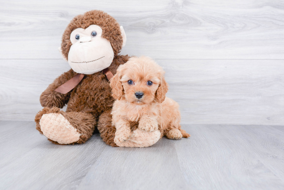 Cavapoo Pup Being Cute