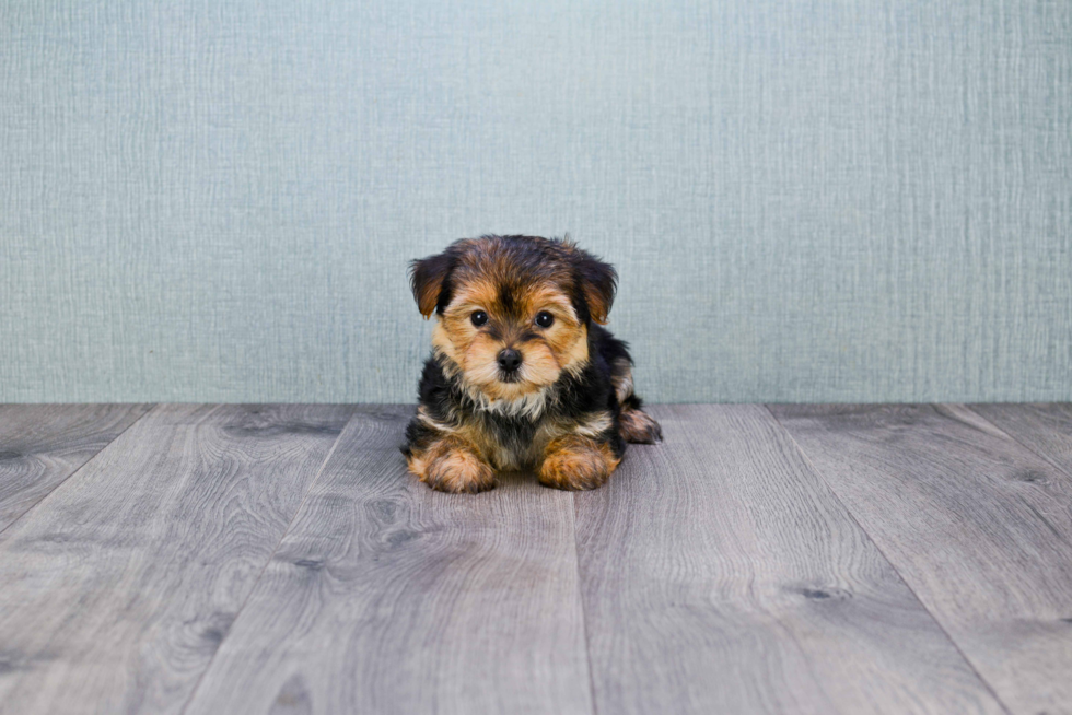 Best Morkie Baby