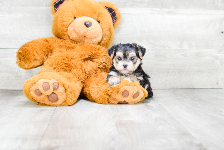Adorable Yorkie Designer Puppy