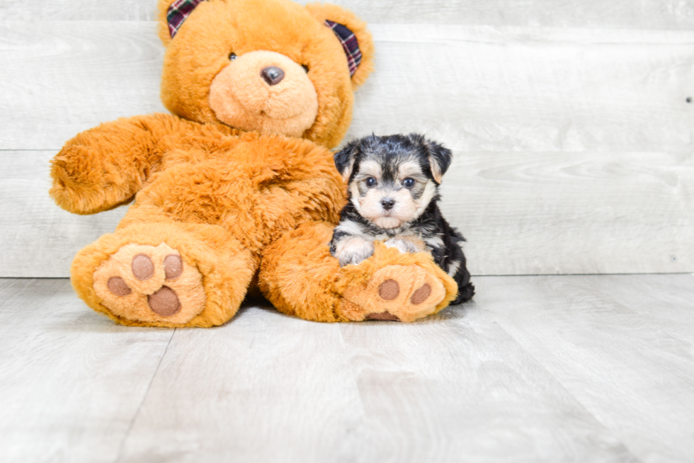 Adorable Yorkie Designer Puppy