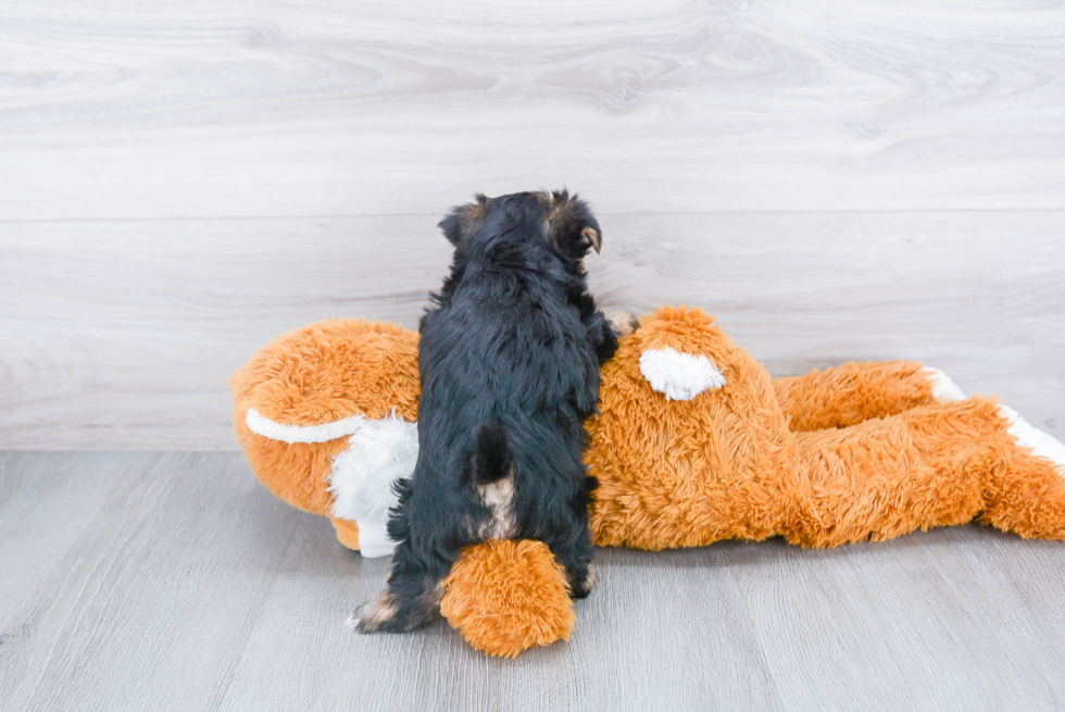 Morkie Pup Being Cute