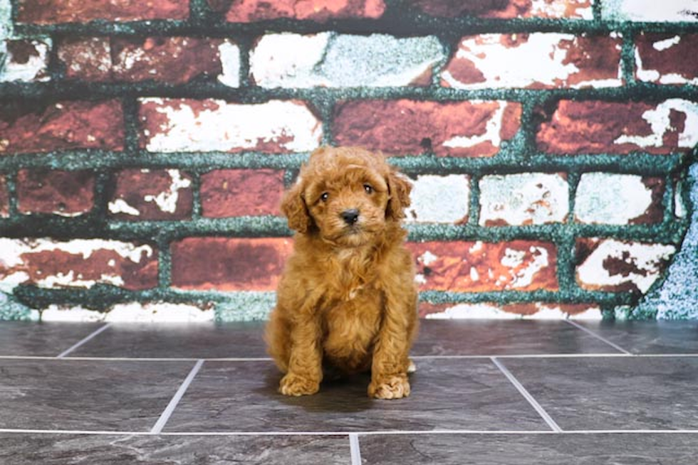 Hypoallergenic Golden Retriever Poodle Mix Puppy