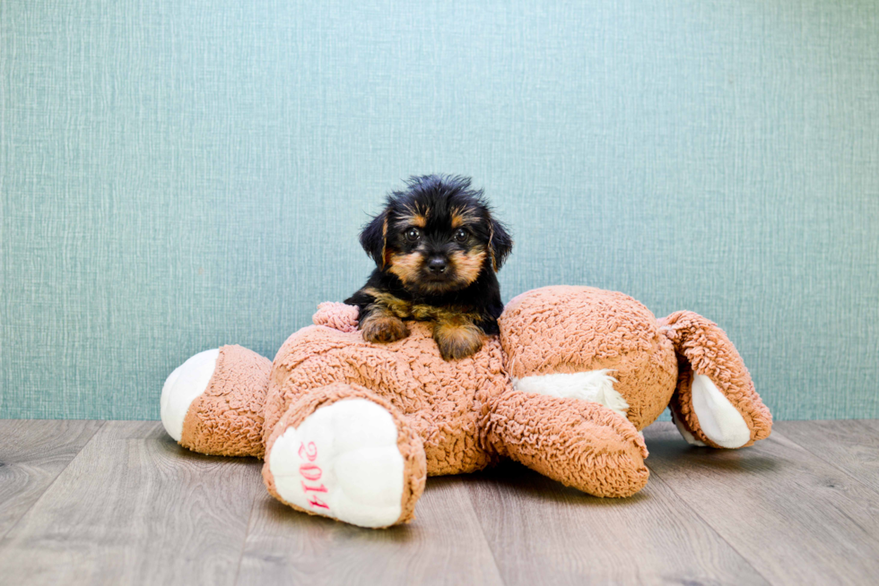 Meet Stevo - our Morkie Puppy Photo 