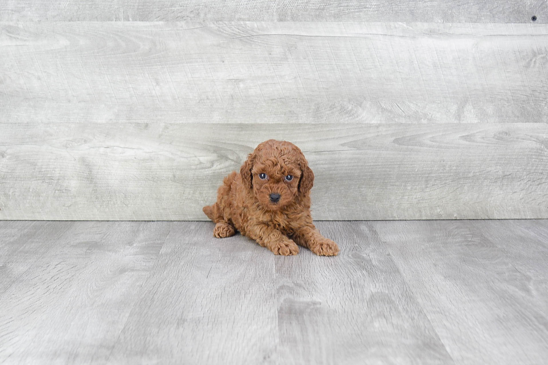 Best Poodle Baby