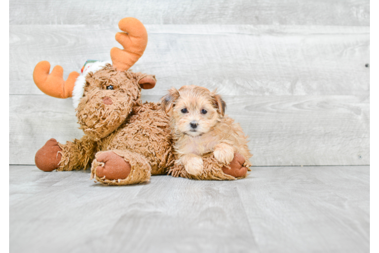 Energetic Yorkie Designer Puppy