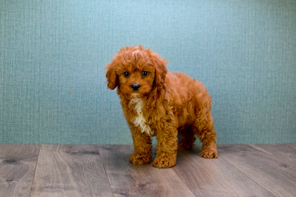 Adorable Cavoodle Poodle Mix Puppy