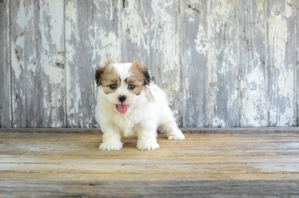 Friendly Teddy Bear Baby
