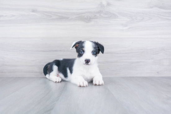 Cute Cowboy Corgi Mix Puppy