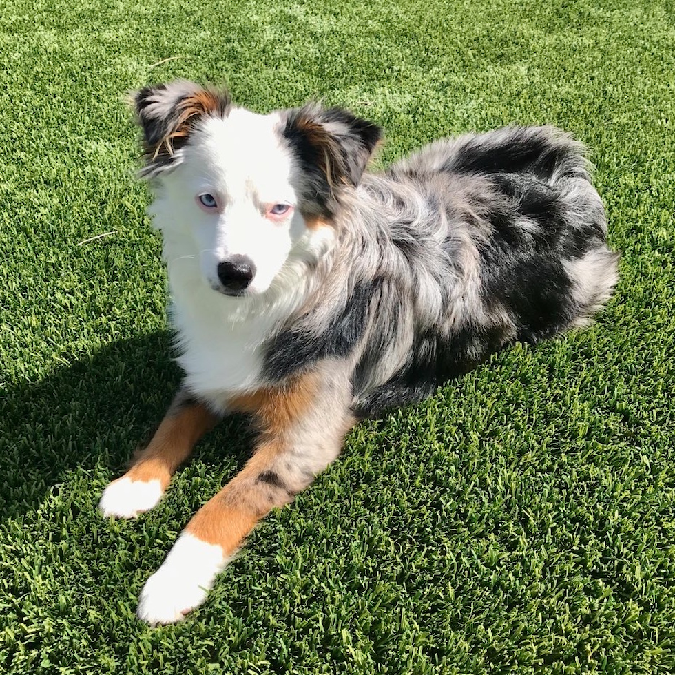 Small Mini Aussie Pup