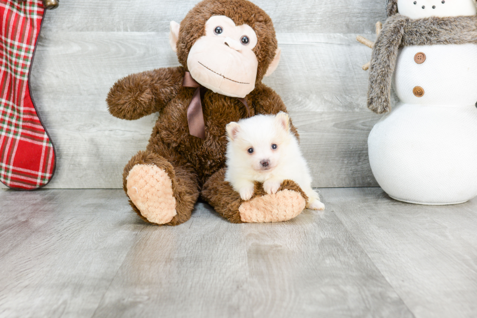 Best Pomeranian Baby