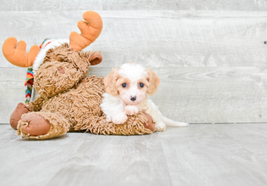 Cavachon Puppy for Adoption