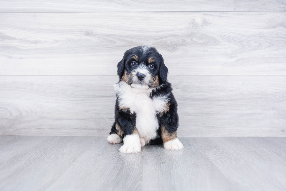 Energetic Mini Berniedoodle Poodle Mix Puppy