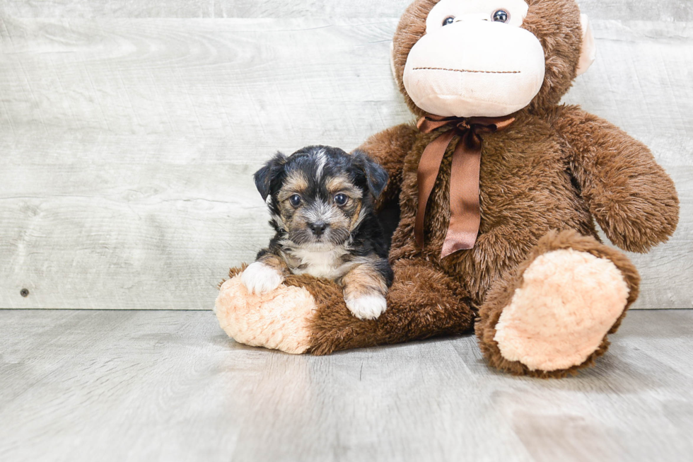 Little Yorkie Designer Puppy