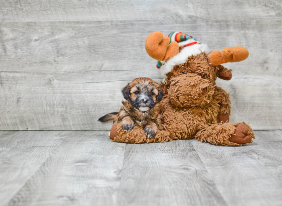 Popular Morkie Designer Pup