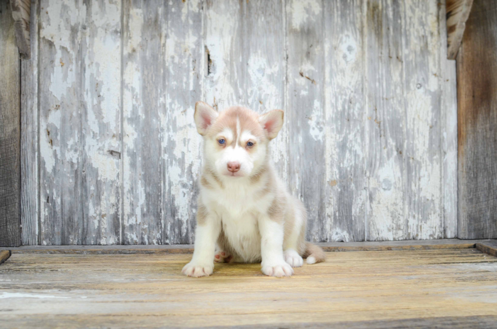 Best Pomsky Baby