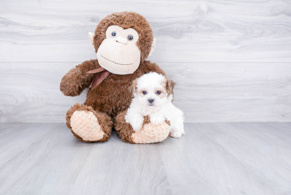 Morkie Puppy for Adoption