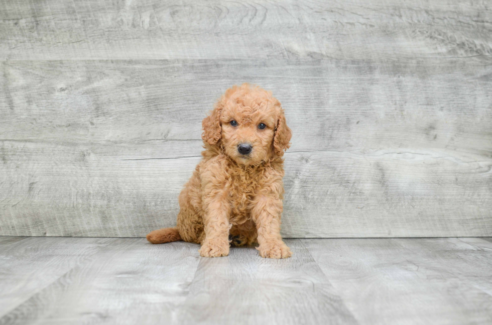 Best Mini Goldendoodle Baby