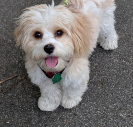 Cavchon Puppies For Sale - Premier Pups