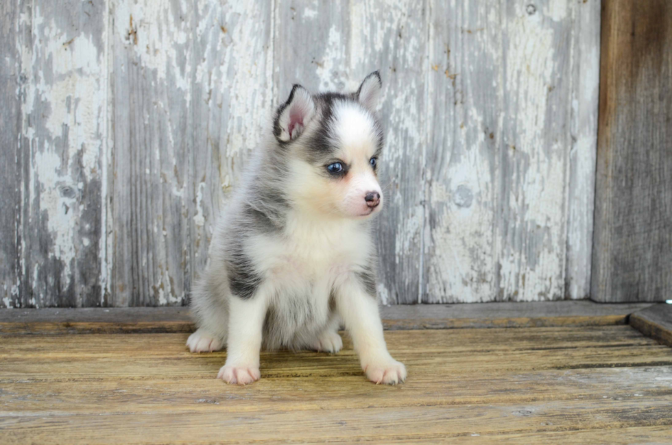 Happy Pomsky Baby