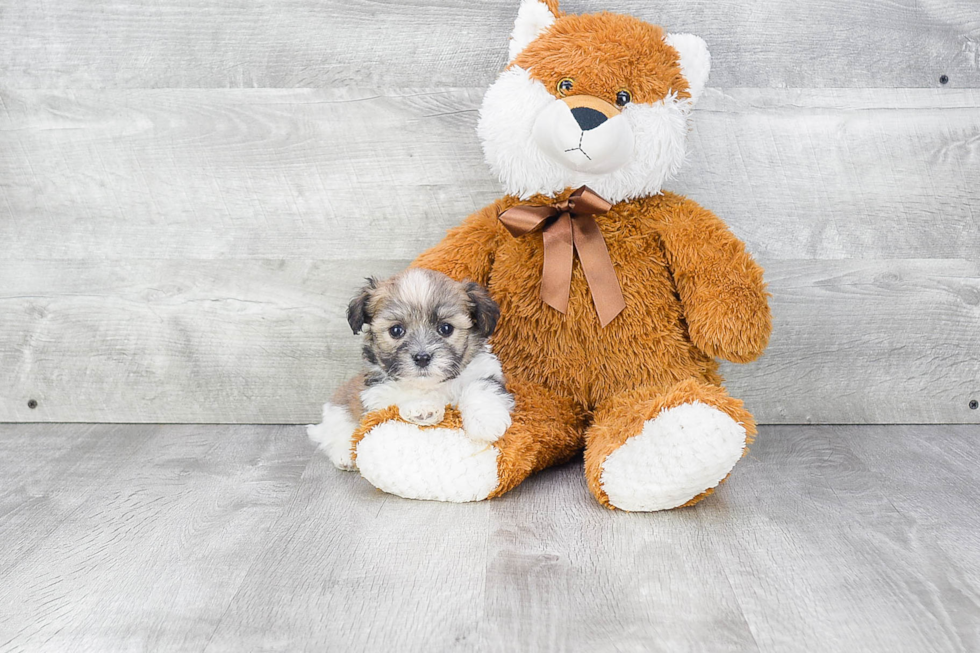 Friendly Havanese Purebred Pup