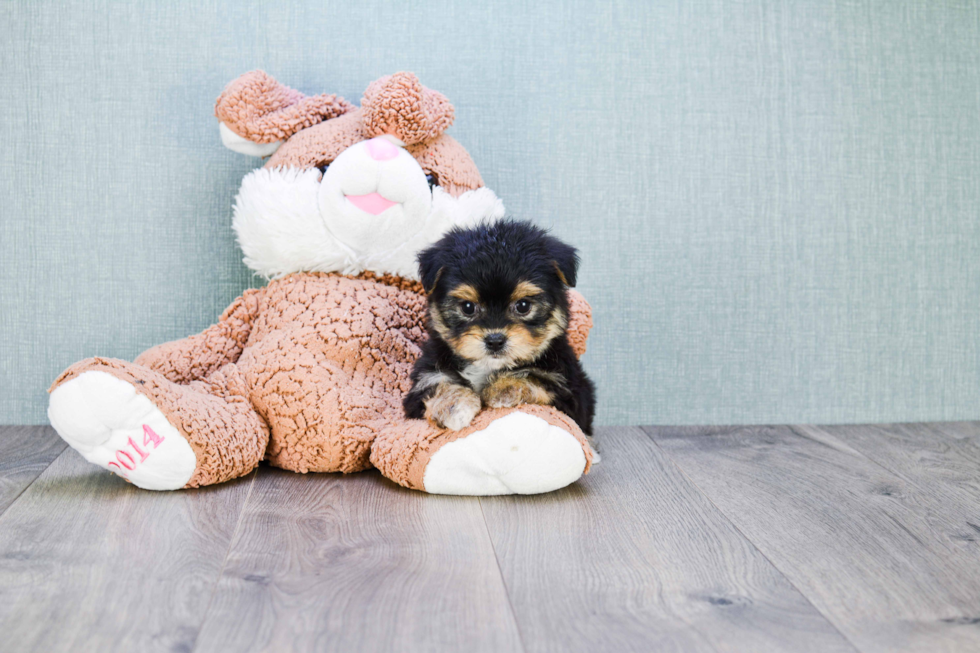 Morkie Puppy for Adoption