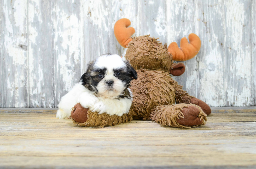 Playful Shichon Designer Puppy