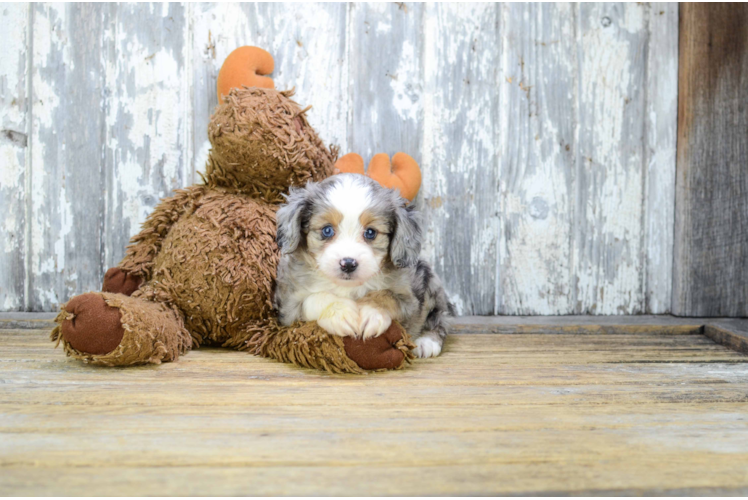 Popular Mini Aussiedoodle Poodle Mix Pup